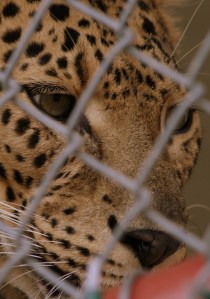 CARE, Bridgeport, TX