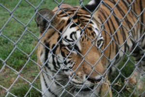 CARE, Bridgeport, TX