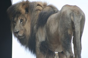 Samson at CARE. "I'll talk with you when I'm good and ready!"