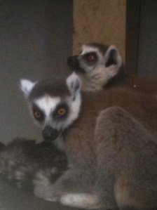 CARE lemurs, Jan 2012
