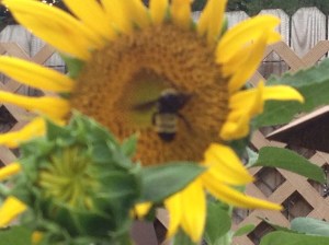 Always remember to "bee yourself!"