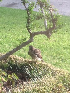 Great look at the red tail!