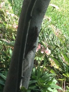 Look closely and you will see me.