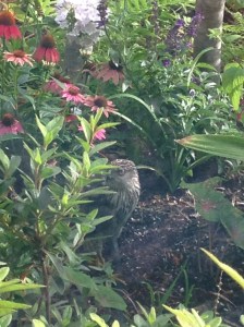 Baby red tail