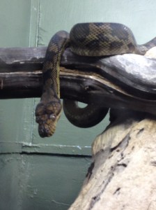 Snake at Ok Zoo