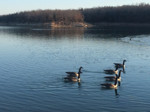 Wild geese in Ok